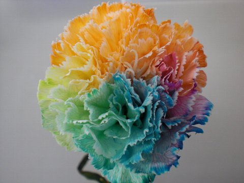 ファイル 1-1.jpg