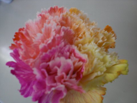 ファイル 1-3.jpg