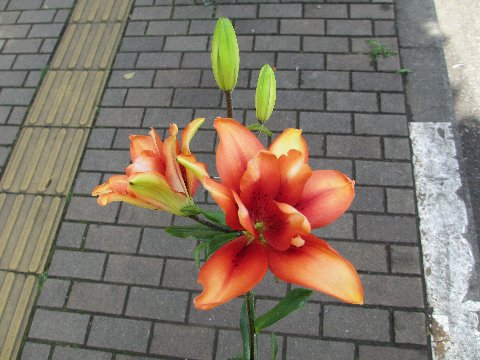 ファイル 10-1.jpg