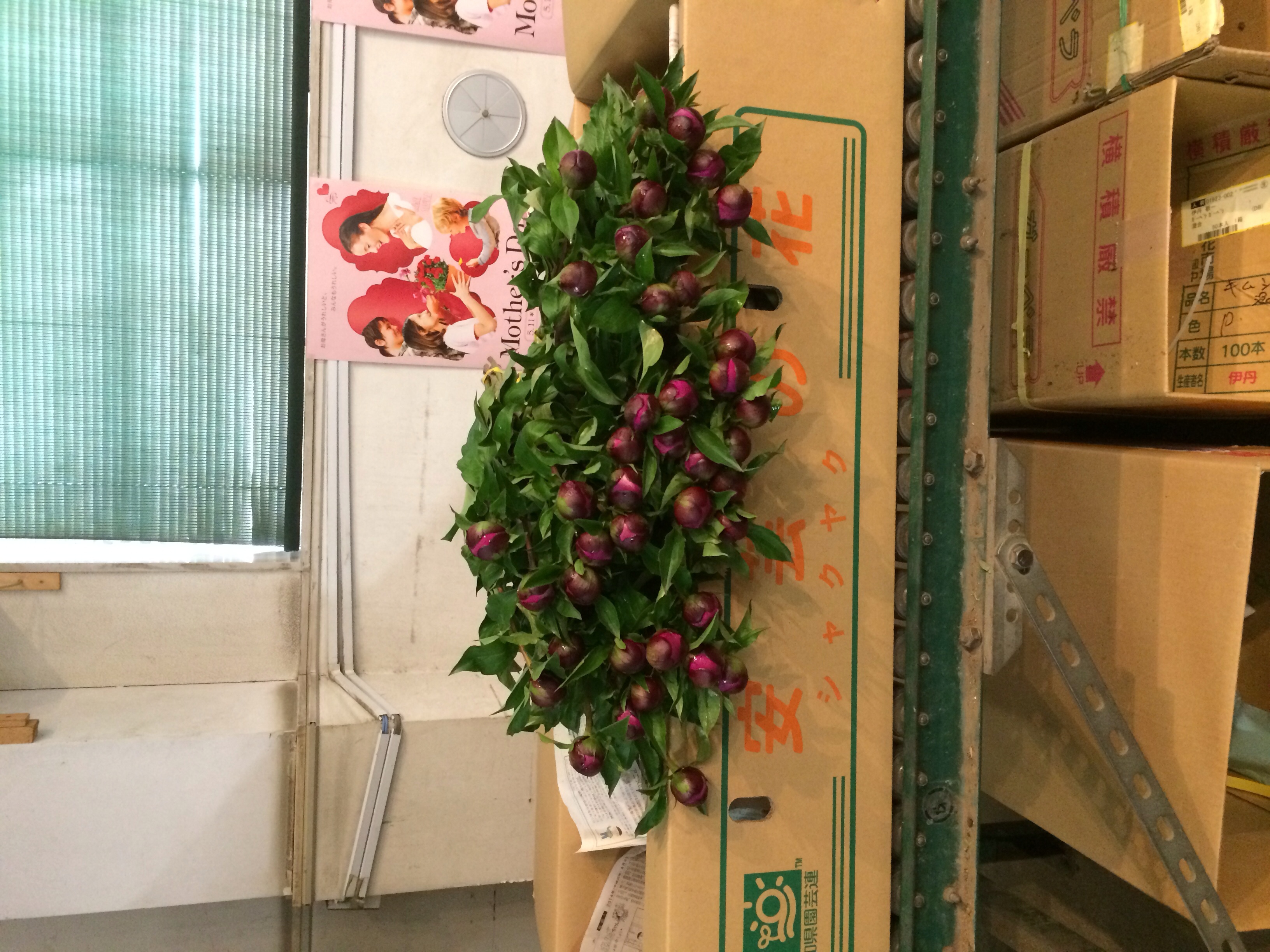 ファイル 100-1.jpg