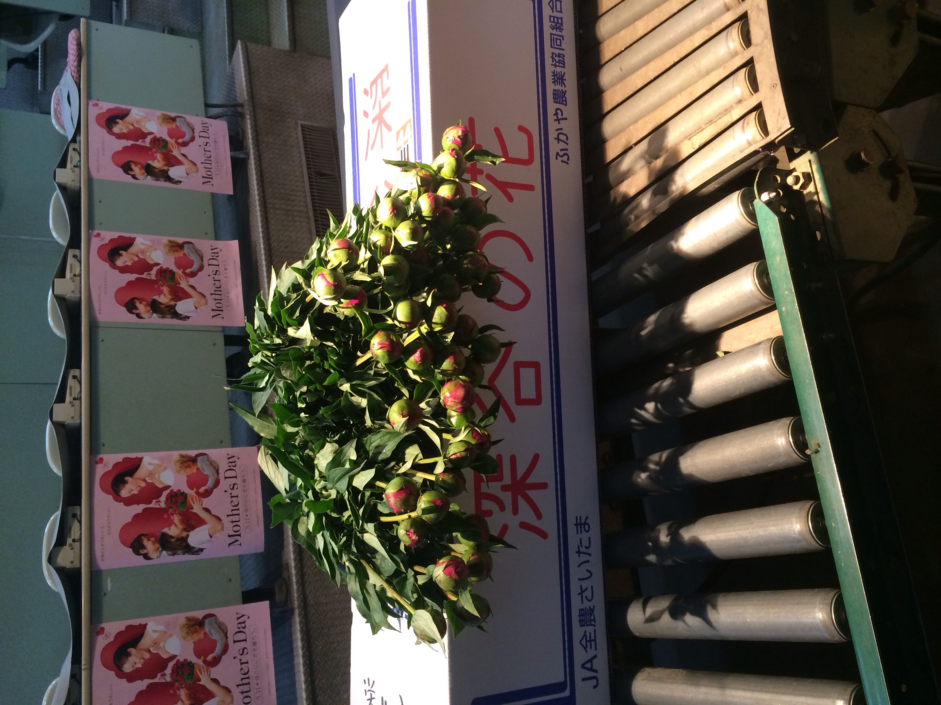 ファイル 101-1.jpg