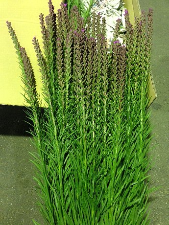 ファイル 102-1.jpg