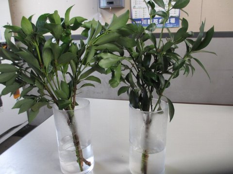 ファイル 109-1.jpg