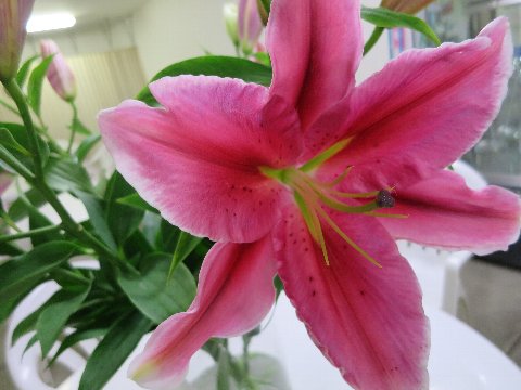 ファイル 110-1.jpg