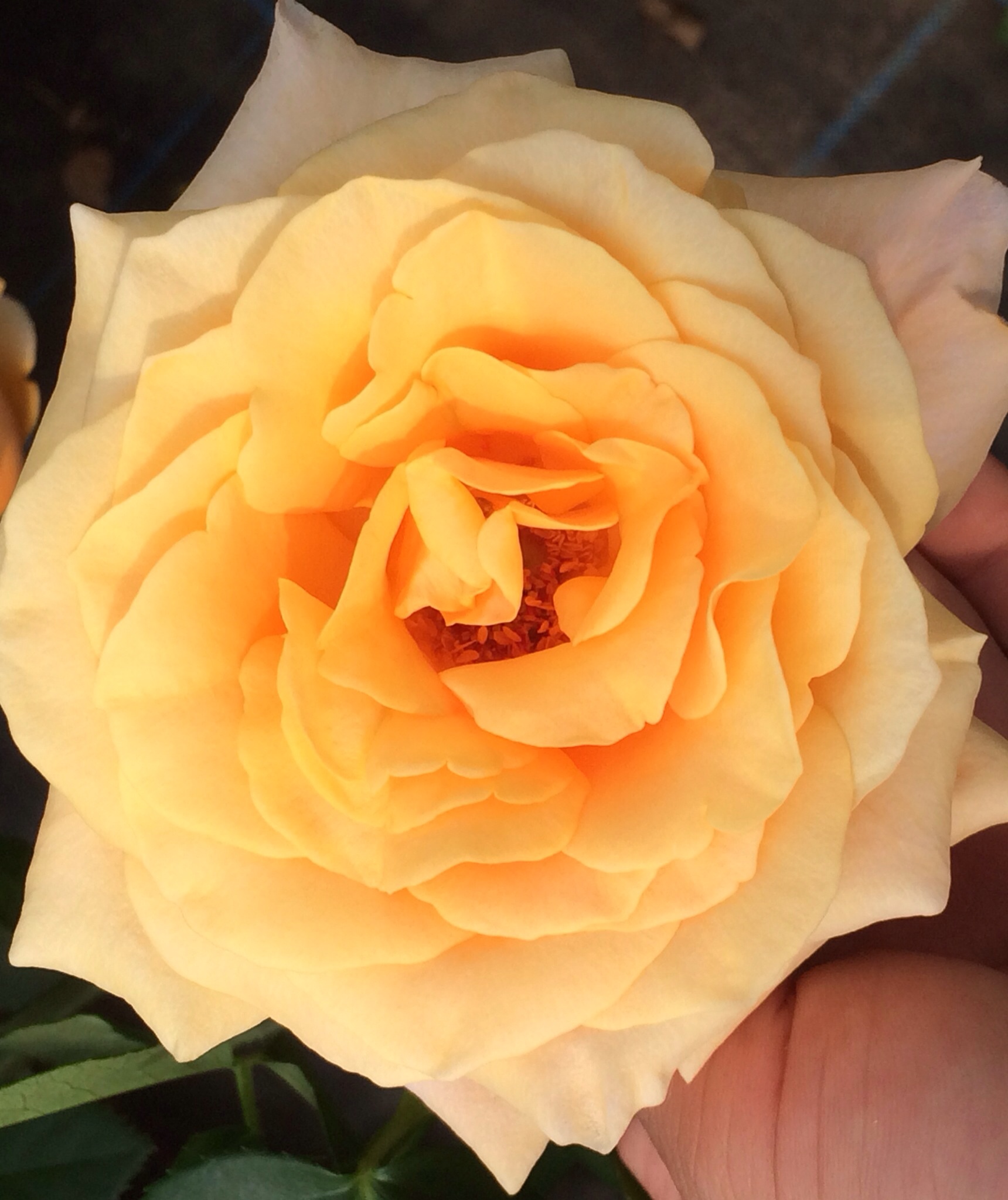 ファイル 113-2.jpg