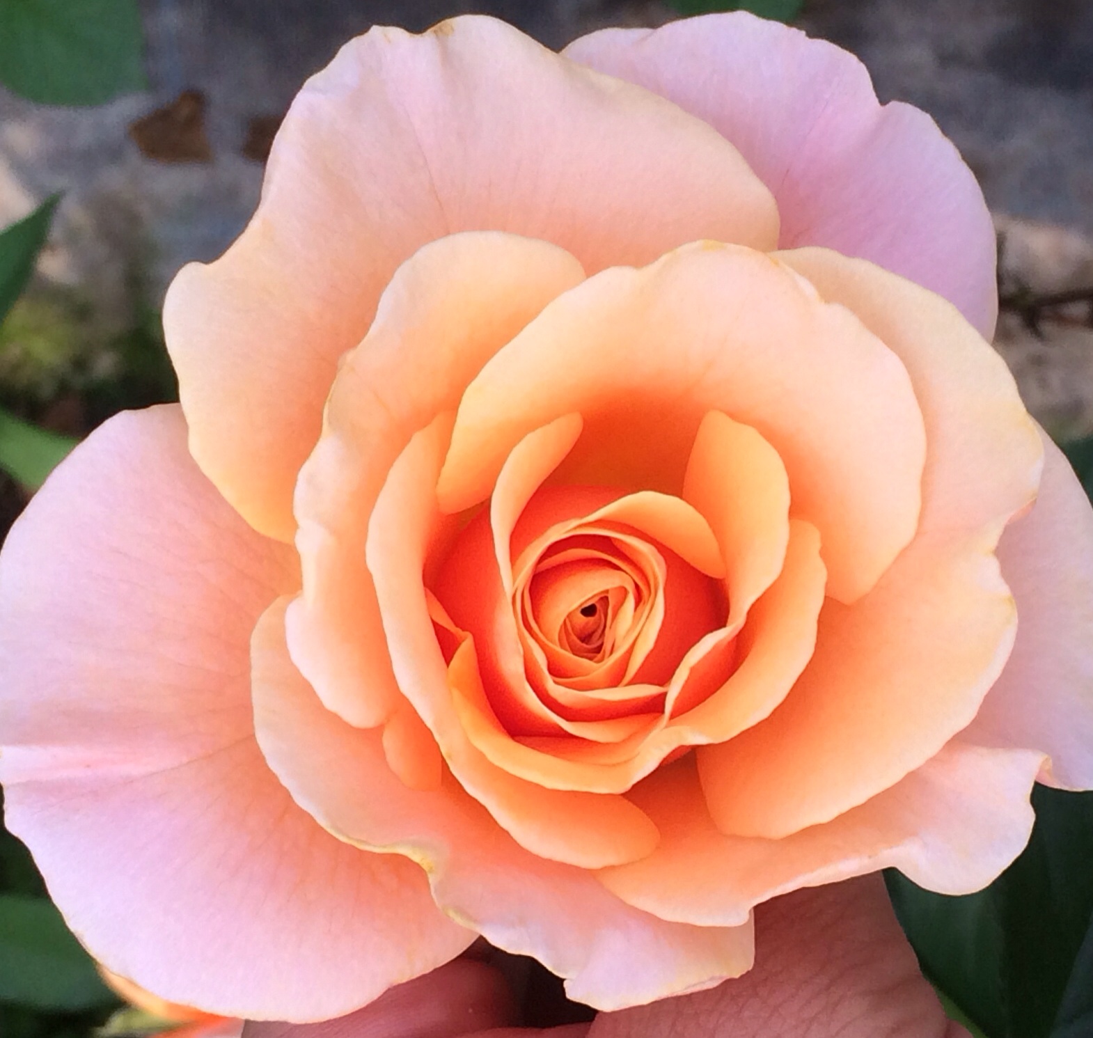 ファイル 114-1.jpg