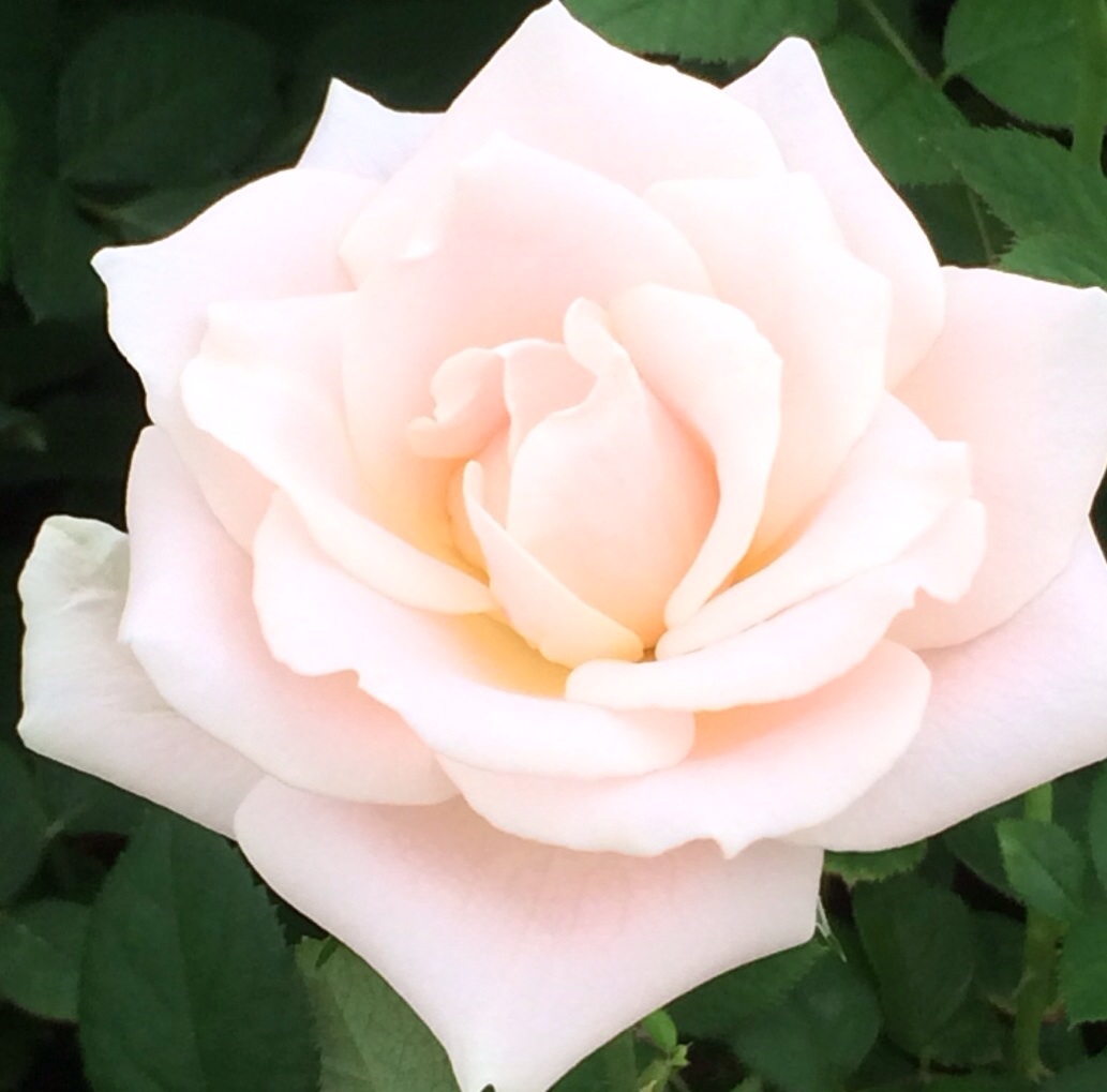 ファイル 114-3.jpg