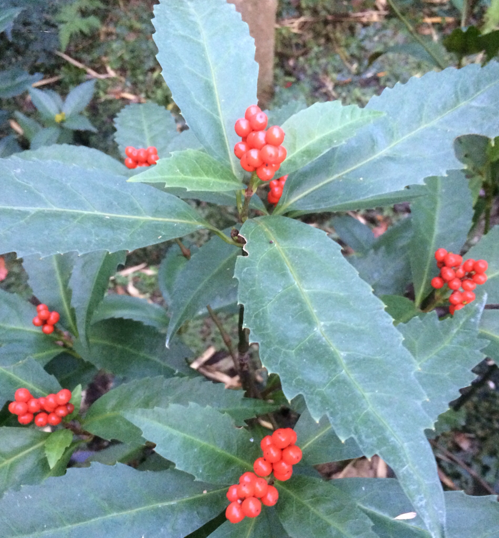 ファイル 115-1.jpg