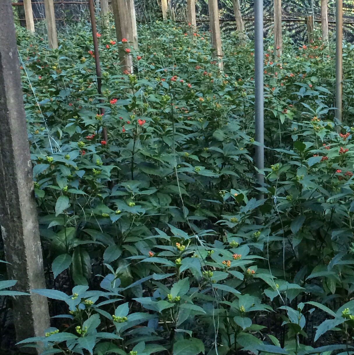 ファイル 115-2.jpg