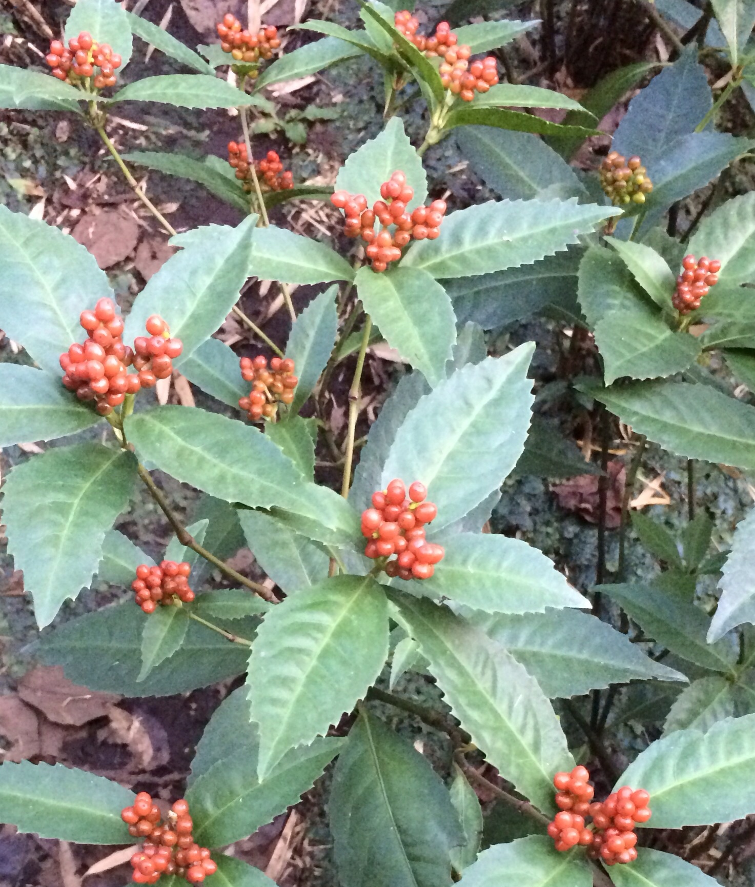 ファイル 115-3.jpg