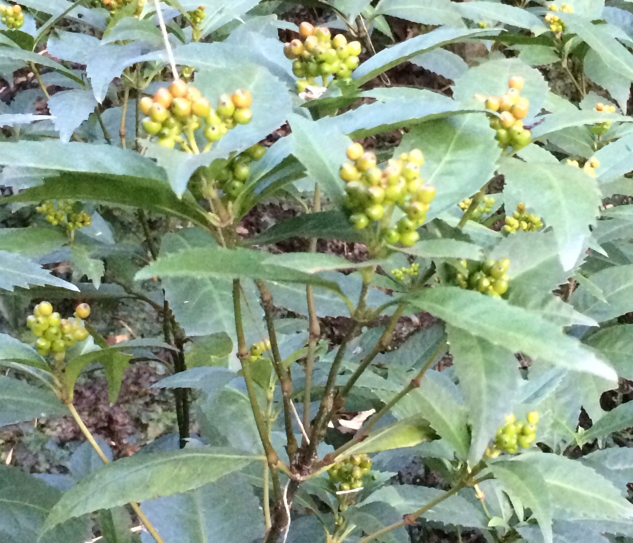 ファイル 115-4.jpg