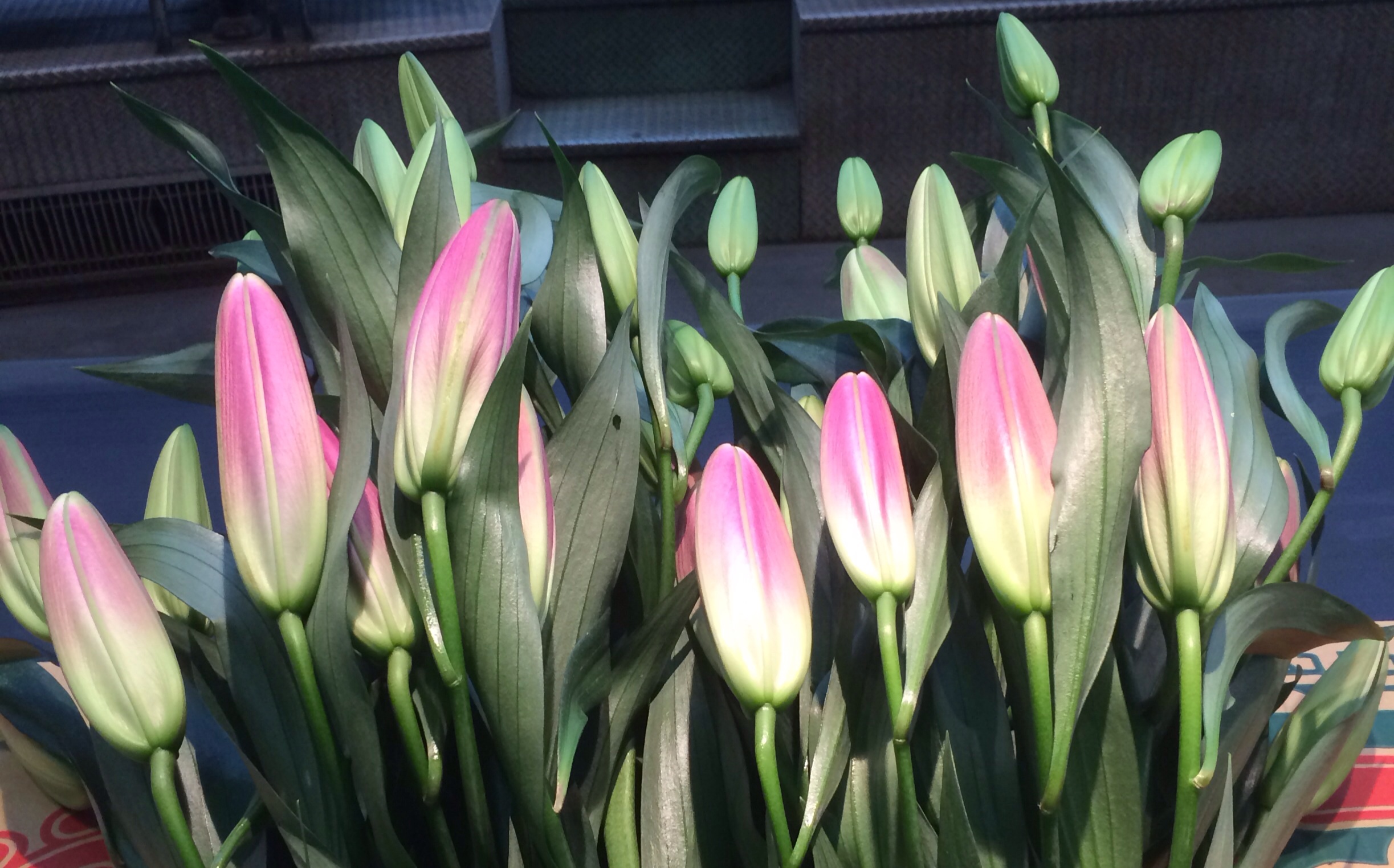 ファイル 116-1.jpg