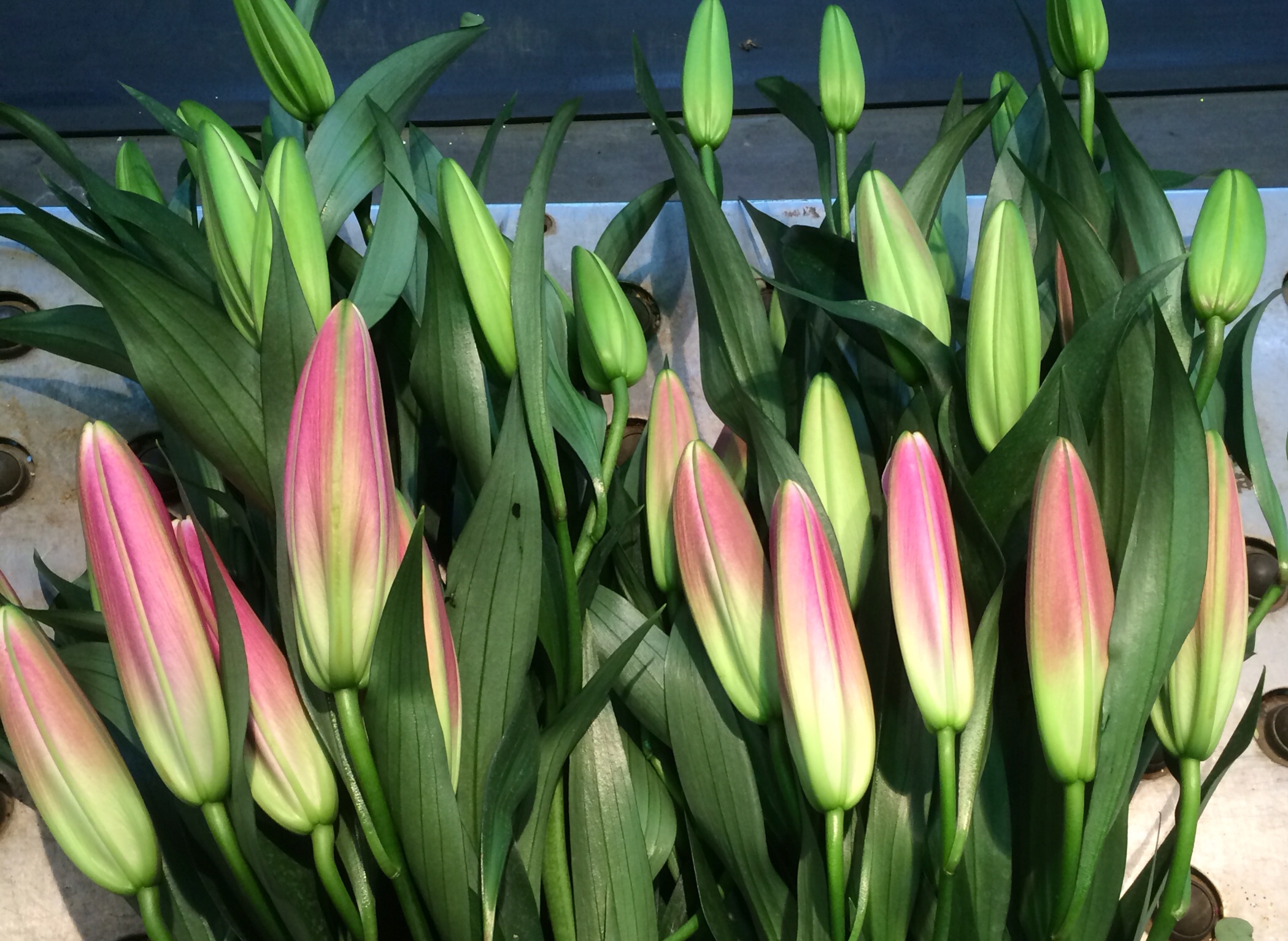 ファイル 116-2.jpg