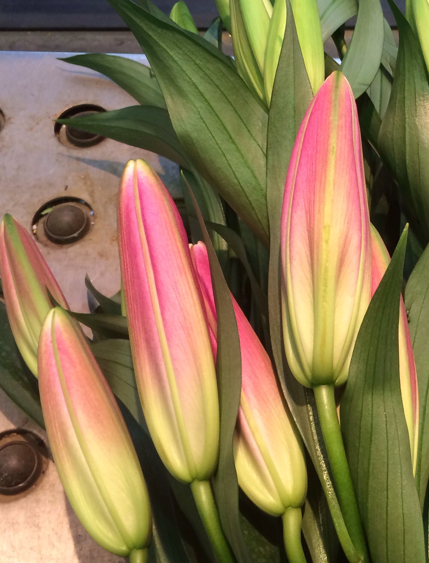 ファイル 116-3.jpg