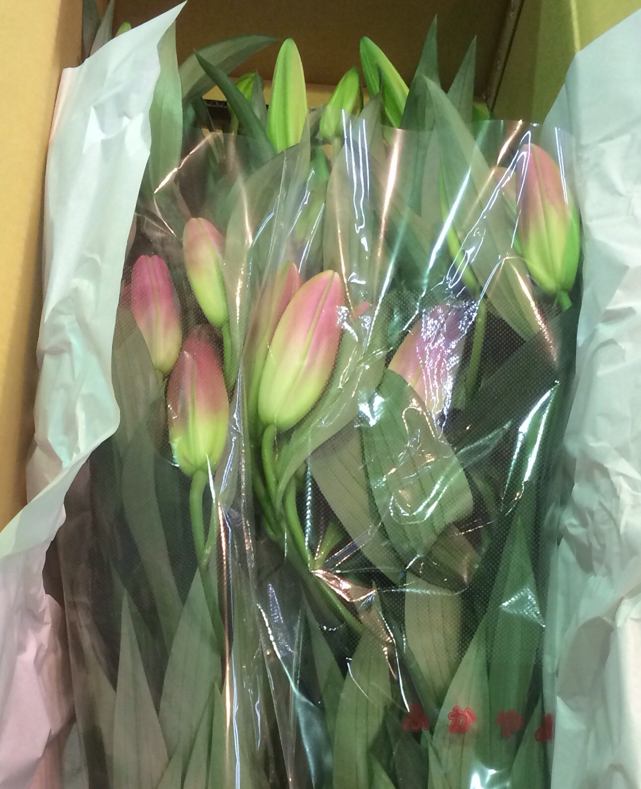 ファイル 116-4.jpg