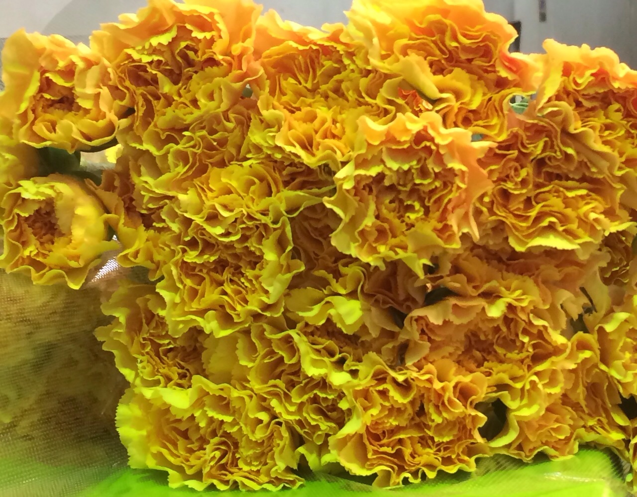 ファイル 118-1.jpg