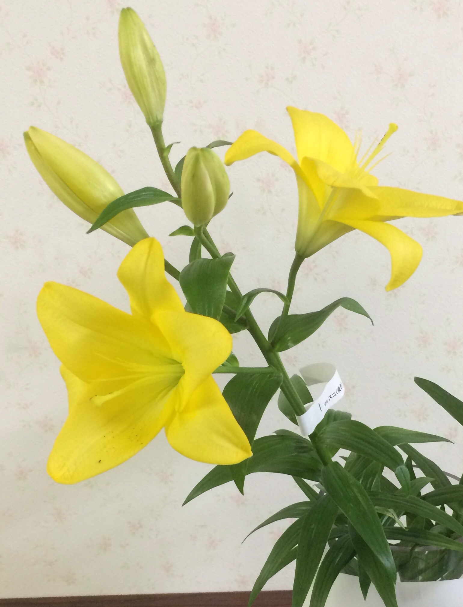 ファイル 119-2.jpg