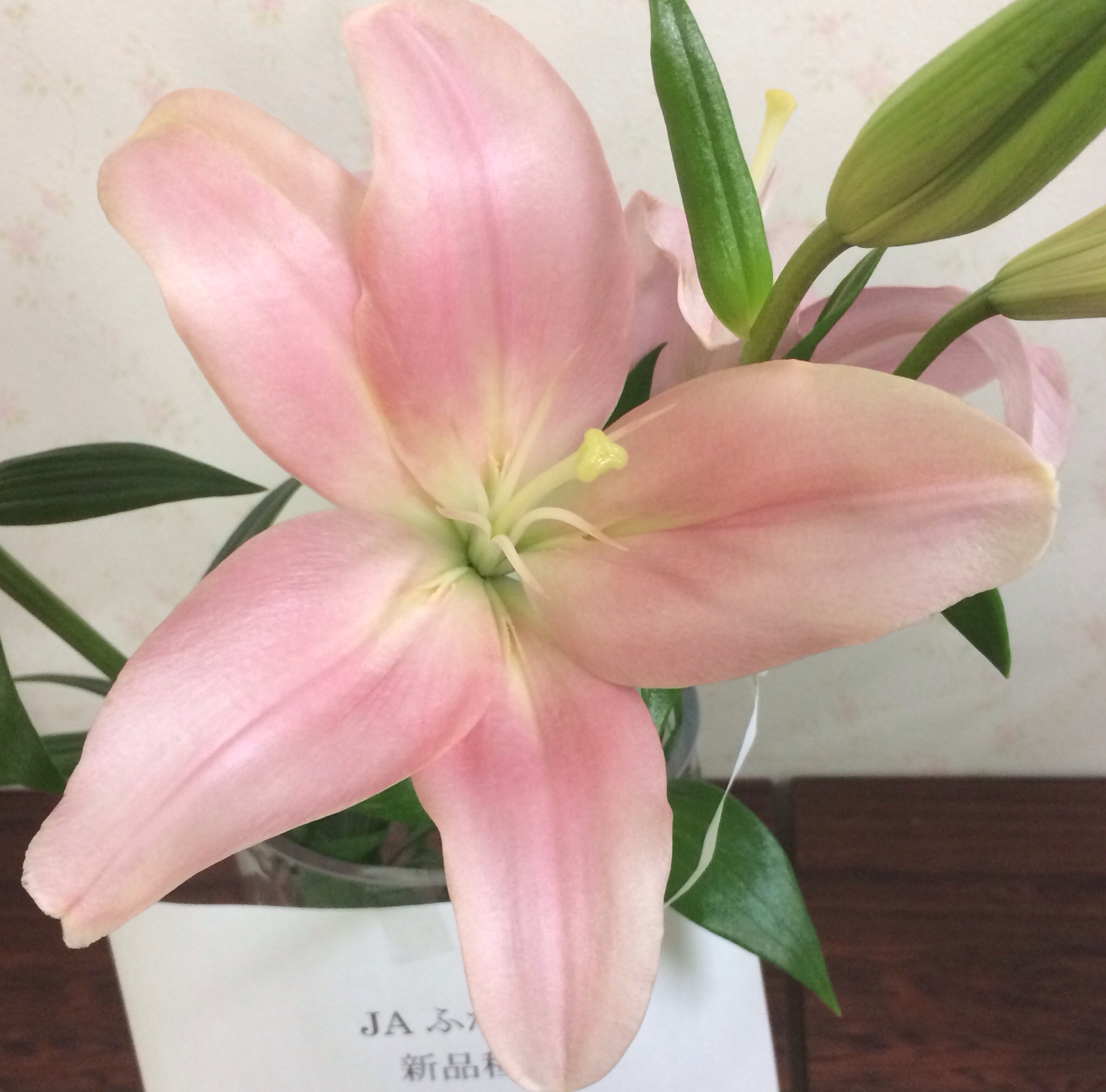 ファイル 123-1.jpg