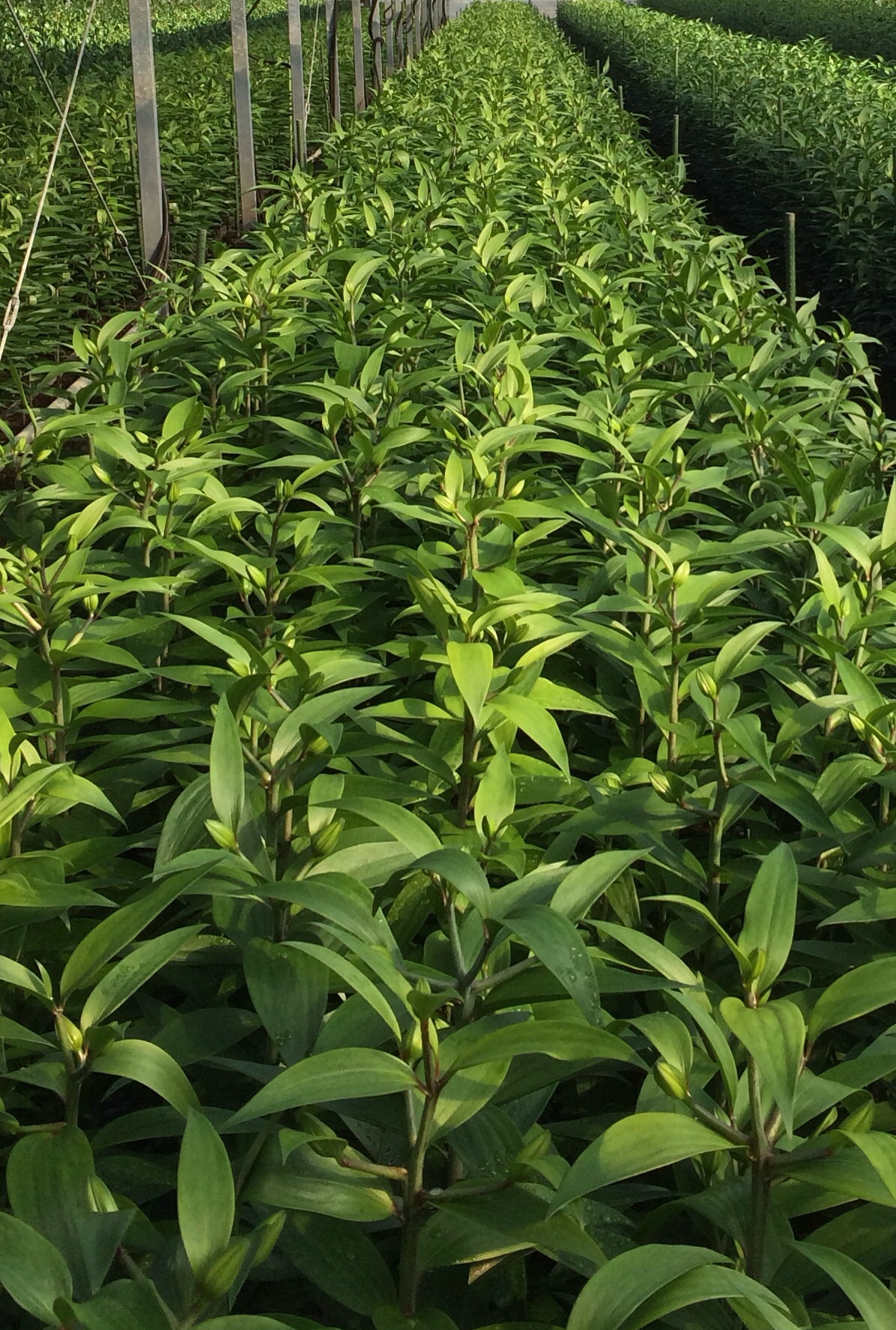 ファイル 127-1.jpg