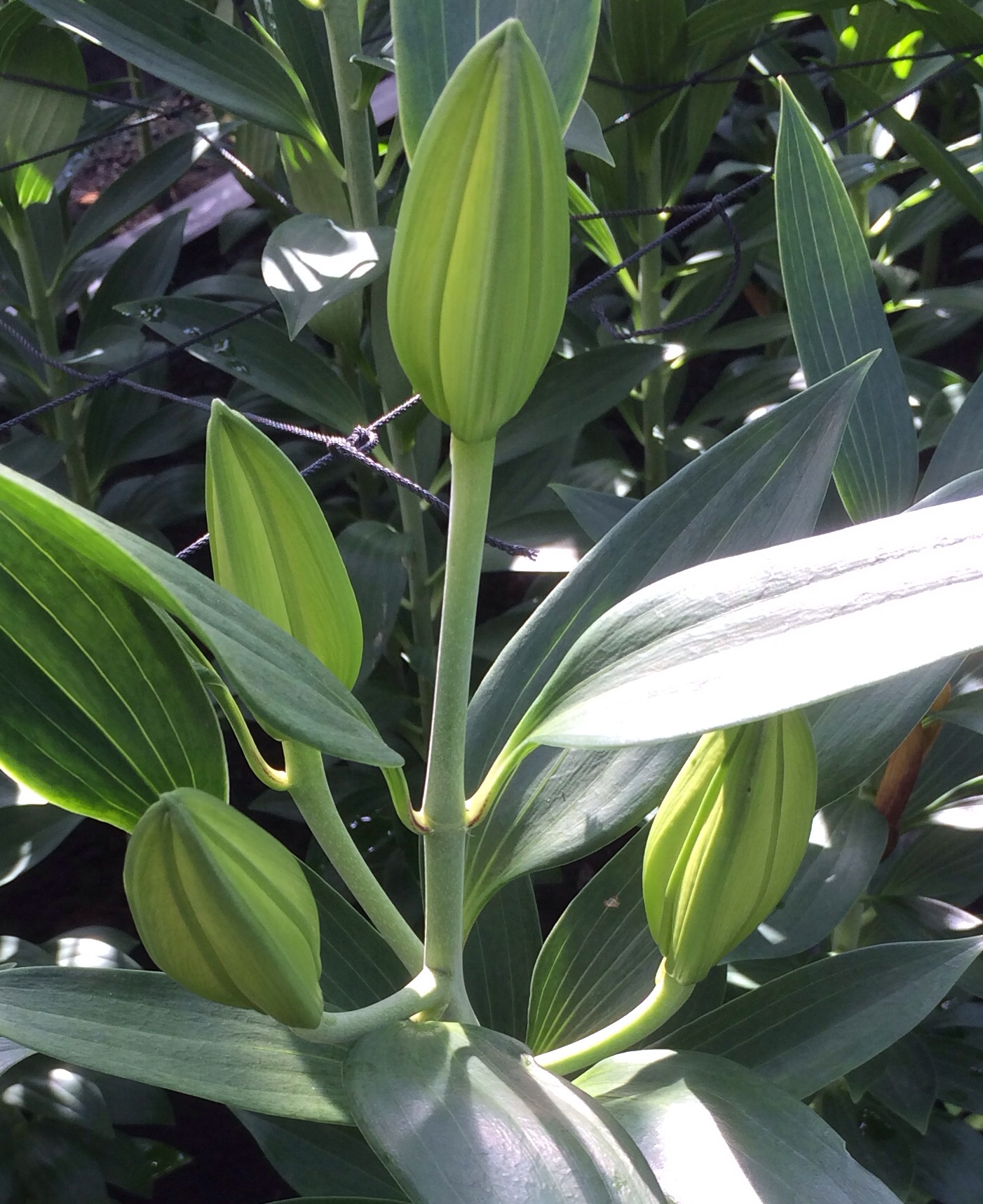 ファイル 127-2.jpg