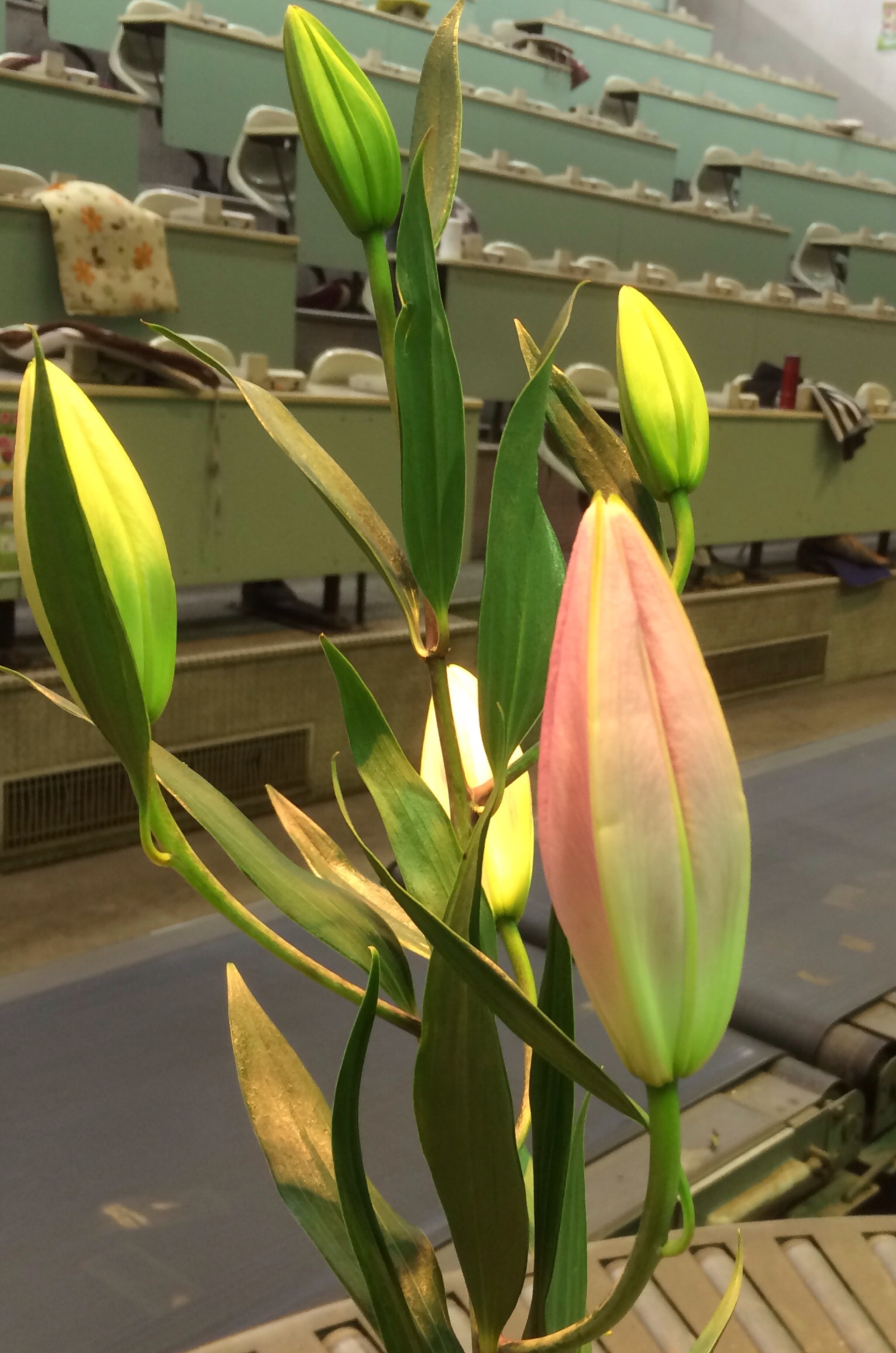 ファイル 129-1.jpg