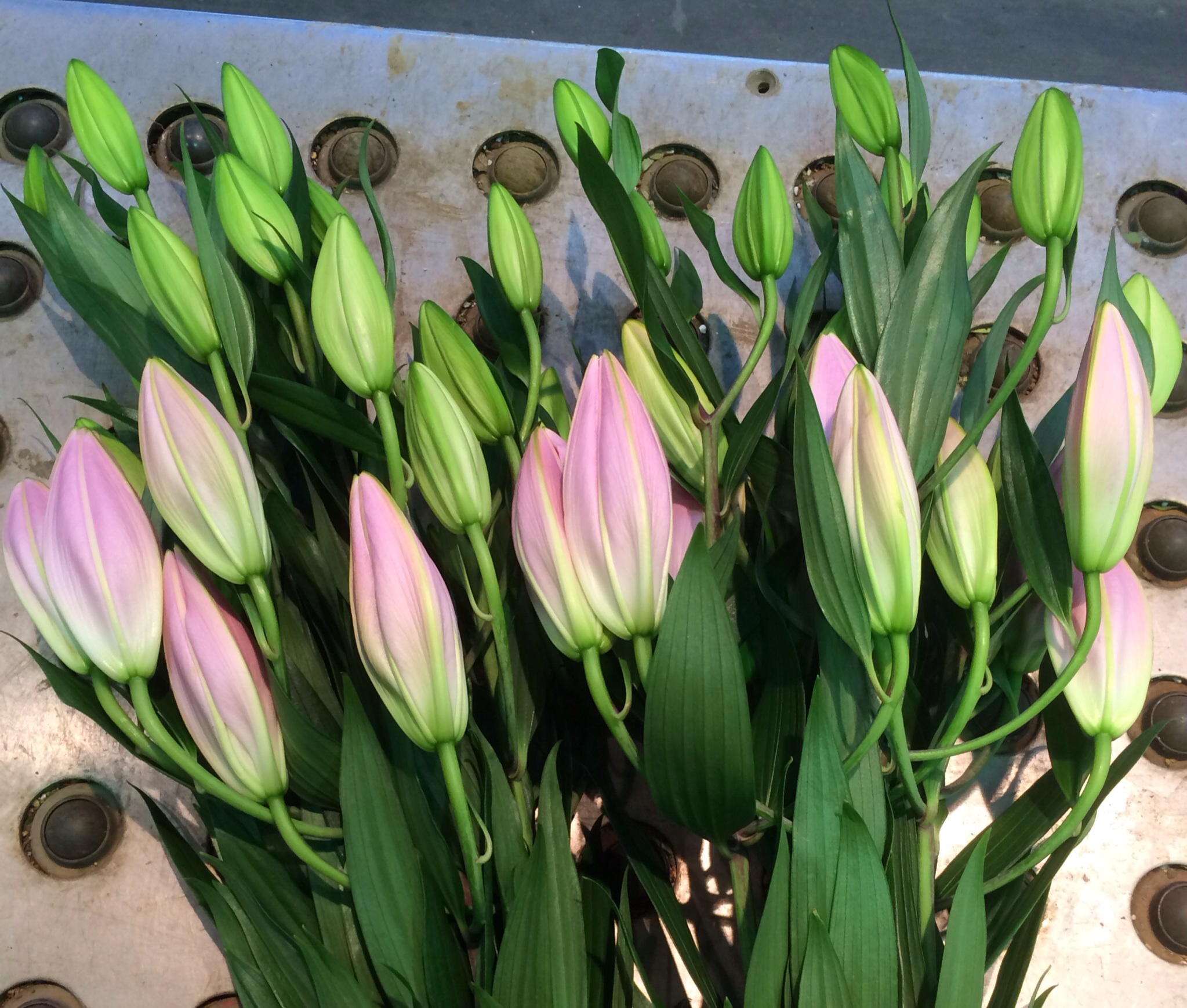 ファイル 129-2.jpg