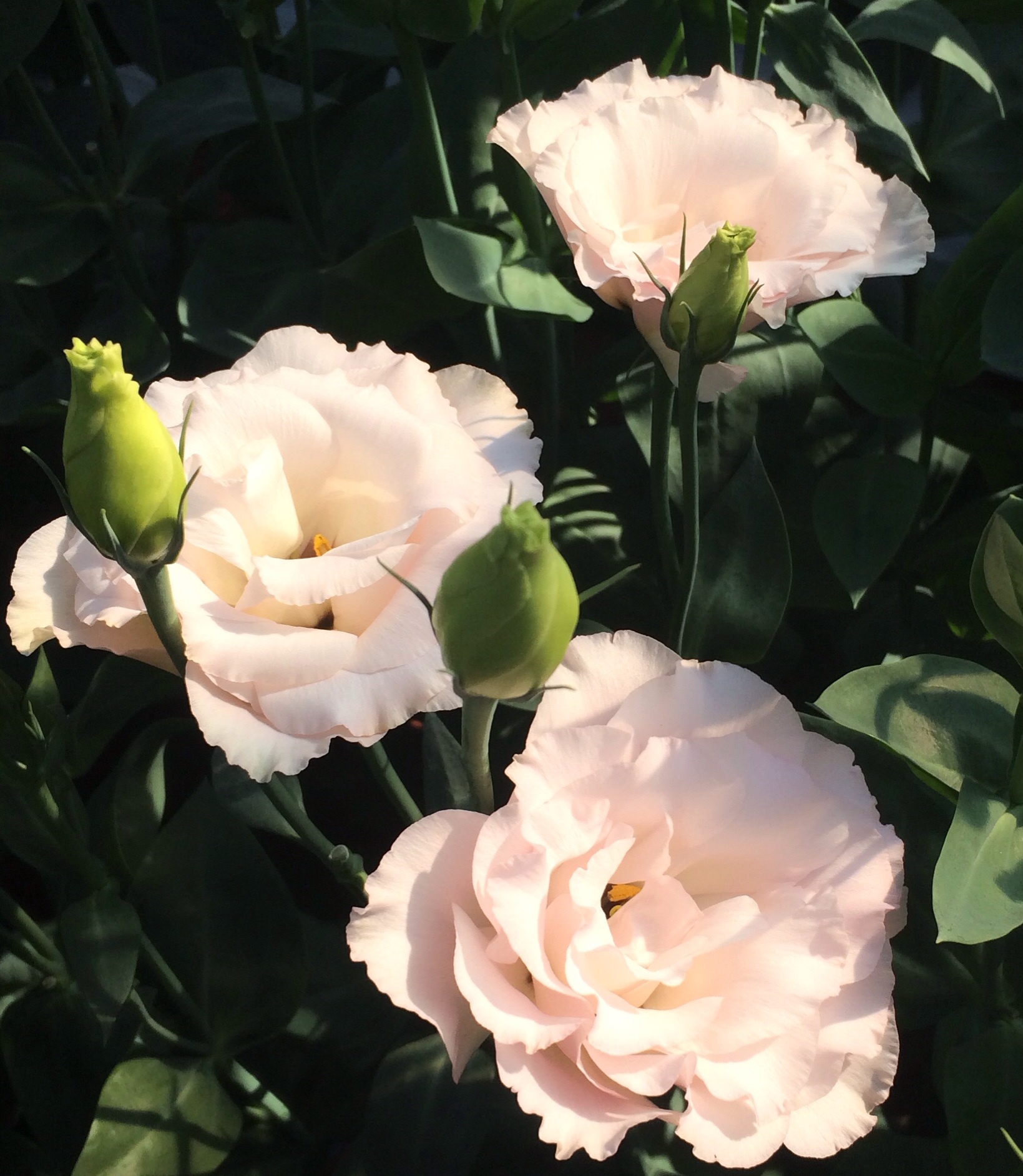 ファイル 132-4.jpg