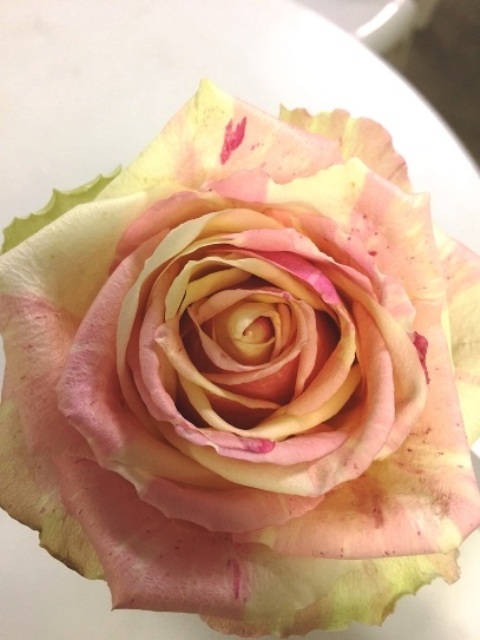 ファイル 139-2.jpg