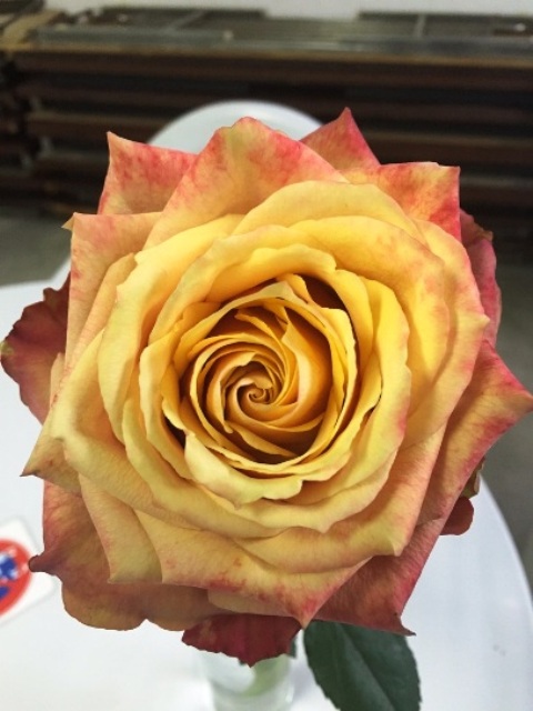 ファイル 140-1.jpg