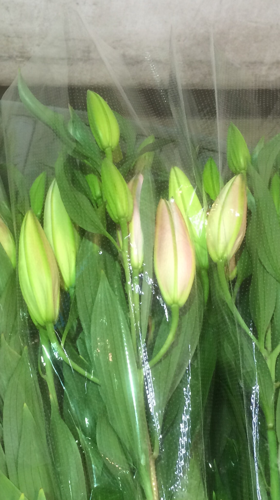 ファイル 141-1.jpg