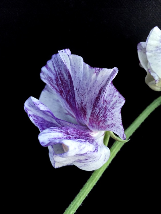 ファイル 142-1.jpg