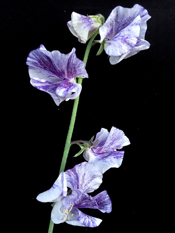 ファイル 142-2.jpg