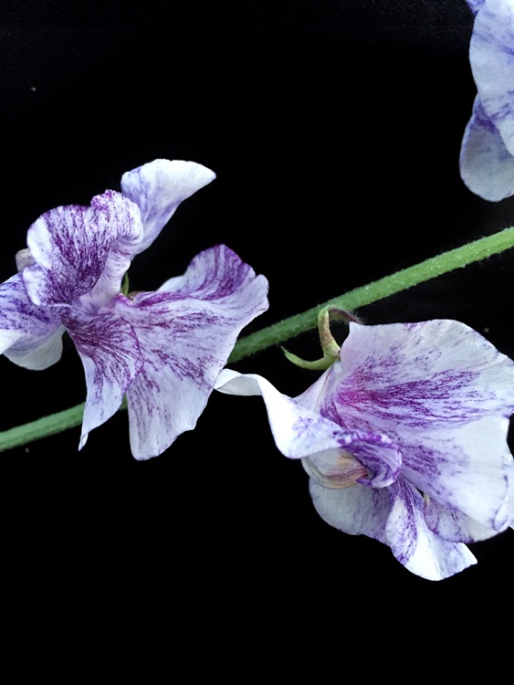 ファイル 142-3.jpg