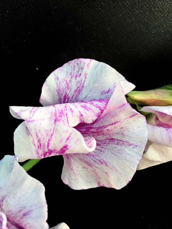 ファイル 142-4.jpg