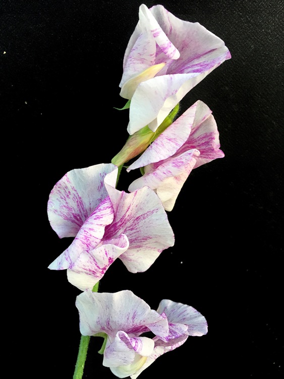 ファイル 142-5.jpg