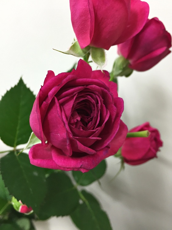 ファイル 143-1.jpg