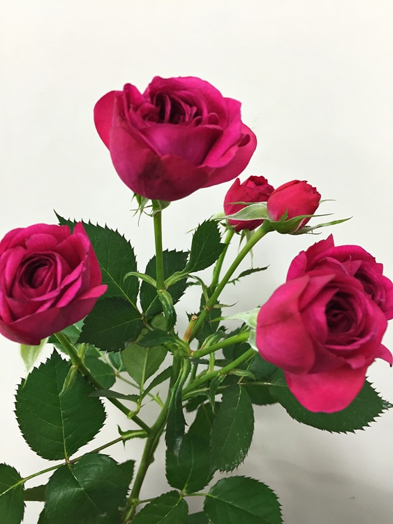 ファイル 143-2.jpg