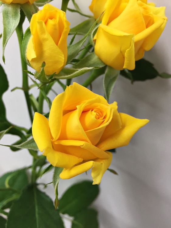 ファイル 144-1.jpg