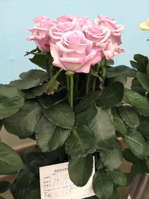 ファイル 147-5.jpg