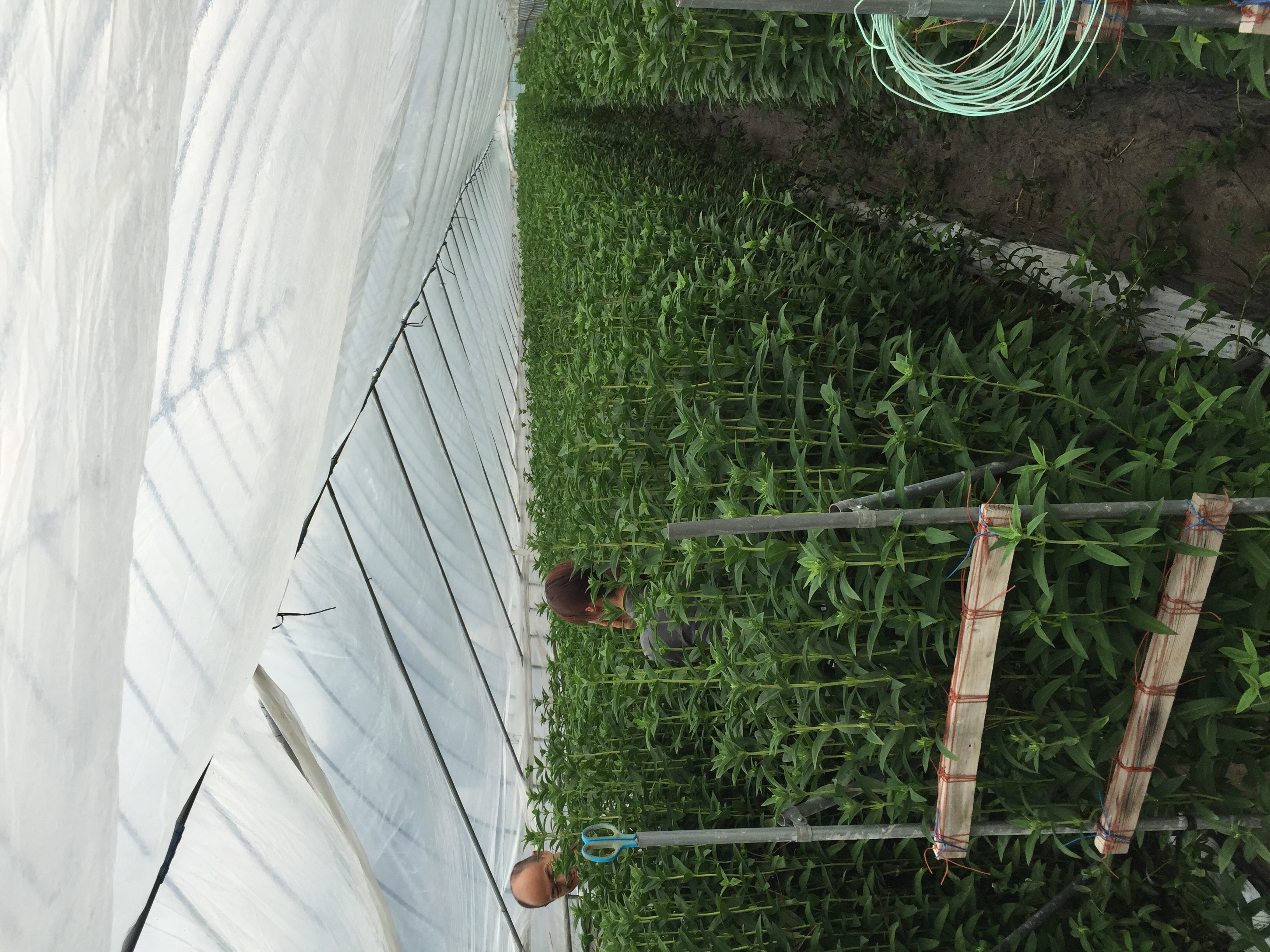 ファイル 149-1.jpg