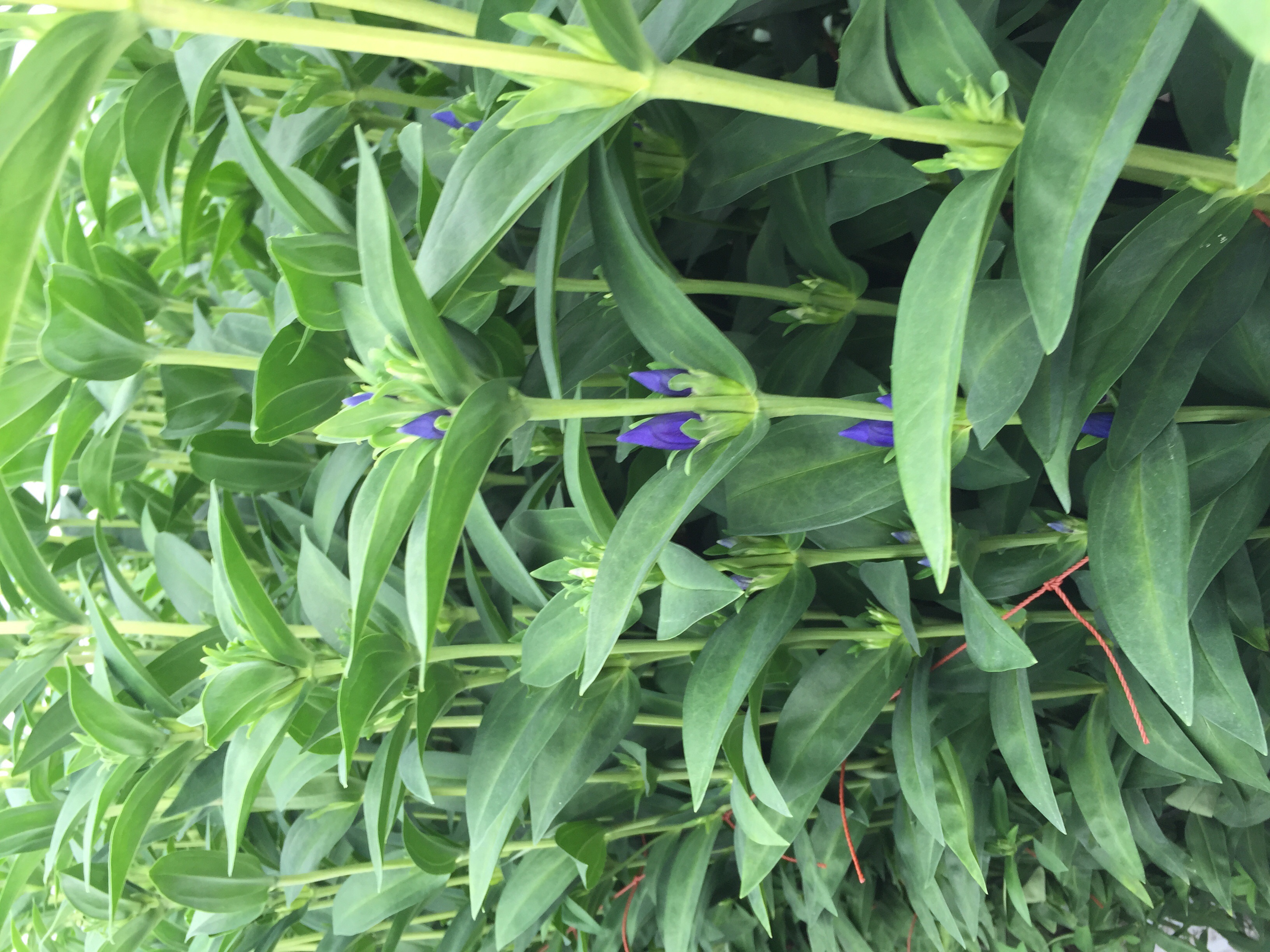 ファイル 149-3.jpg