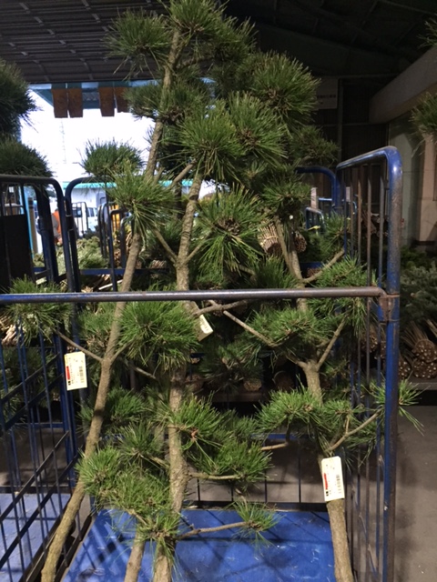 ファイル 155-4.jpg