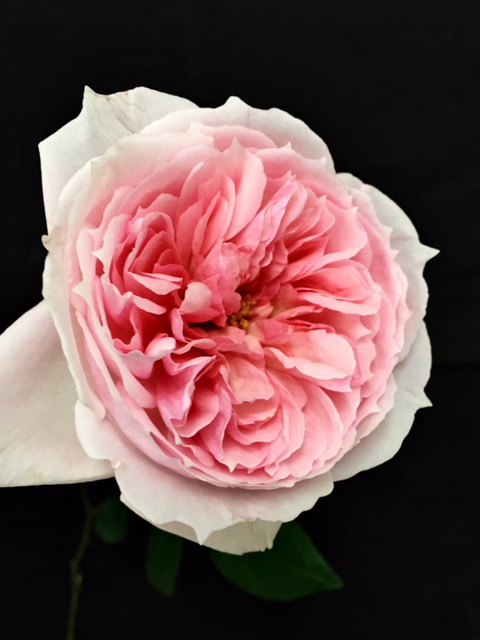 ファイル 158-1.jpg