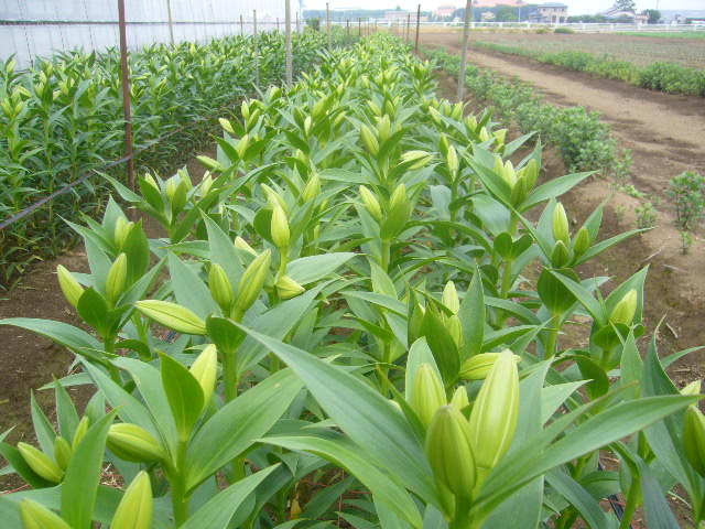 ファイル 17-2.jpg