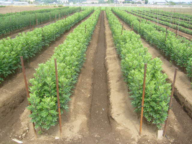 ファイル 17-3.jpg