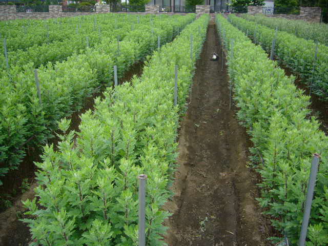 ファイル 17-4.jpg