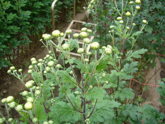 ファイル 17-5.jpg