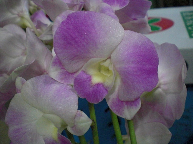 ファイル 2-1.jpg