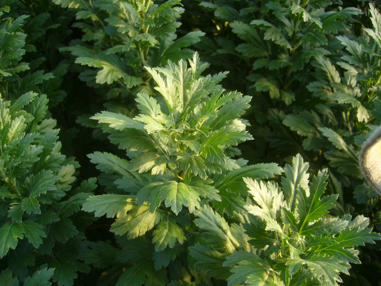 ファイル 31-2.jpg