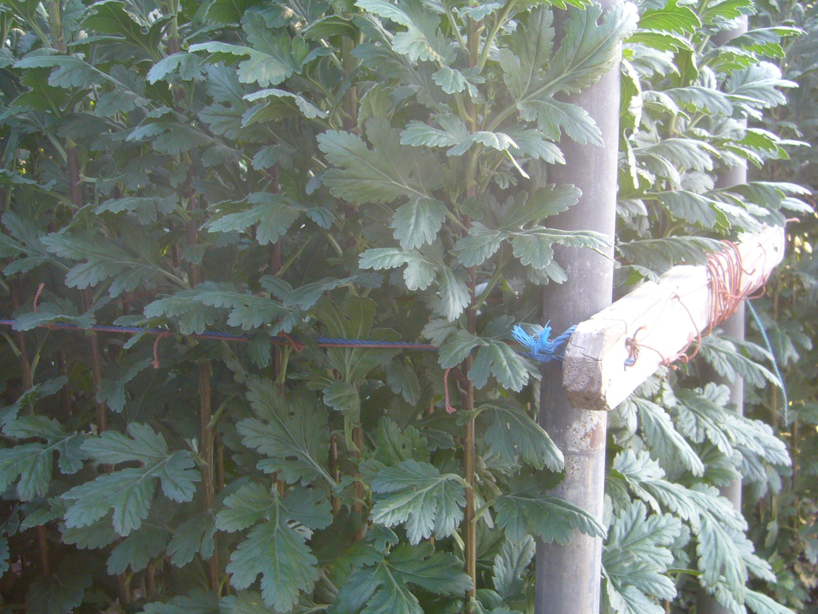 ファイル 31-5.jpg